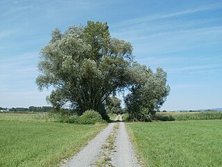 <span class="mw-page-title-main">Salicaceae</span> Family of plants