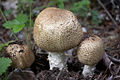 Agaricus augustus