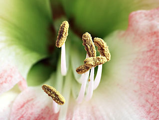 Estambres filamentosos en Amaryllis, ya ocurrió la dehiscencia de la antera y el polen cubre su exterior.