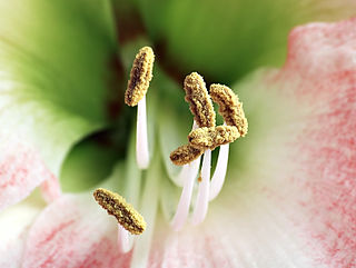 <span class="mw-page-title-main">Stamen</span> Male organ of a flower