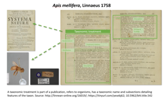 Taxonomic treatment