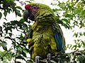 Ara macaw militaris