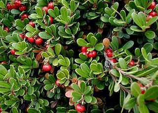 <span class="mw-page-title-main">Bearberry</span> Common name for several plant species