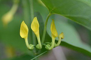 <i>Aristolochia clematitis</i> Species of plant