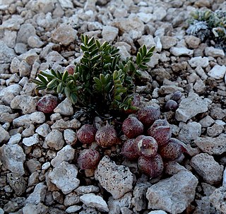 <i>Astragalus limnocharis <span style="font-style:normal;">var.</span> montii</i> Subspecies of legume