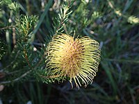 Banksia meisneri