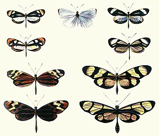 <span class="mw-page-title-main">Batesian mimicry</span> Bluffing imitation of a strongly defended species