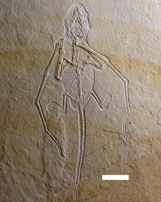 <i>Bellubrunnus</i> Genus of rhamphorhynchid pterosaur from the Late Jurassic