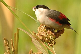 <i>Estrilda</i> Genus of finch in the Estrildidae family