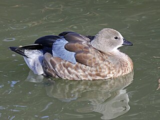 <span class="mw-page-title-main">Blue-winged goose</span> Species of bird