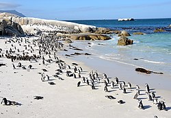 Boulders Beach populated with African Penguins Boulders Beach Suedafrika.jpg