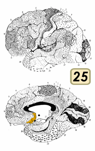 <span class="mw-page-title-main">Brodmann area 25</span> Part of the brain