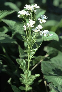 Karčioji kartenė (Cardamine amara)