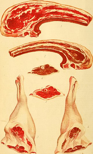 <span class="mw-page-title-main">Primal cut</span> Piece of meat initially separated during butchering