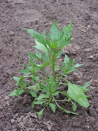 <i>Oxybasis rubra</i> Species of flowering plant