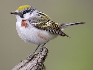 <span class="mw-page-title-main">Chestnut-sided warbler</span> Species of bird