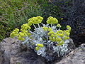 Eriogonum crocatum