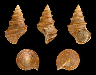 <span class="mw-page-title-main">Eucyclidae</span> Family of gastropods