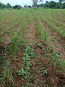 Finger millet farm.jpg