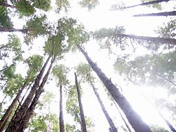 Canopy in Olympic National Park, Washington, United States