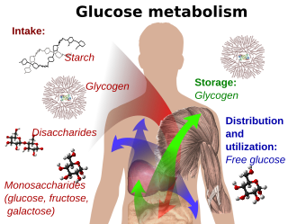 <span class="mw-page-title-main">Glucose tolerance test</span> Medical test of how quickly glucose is cleared from the blood