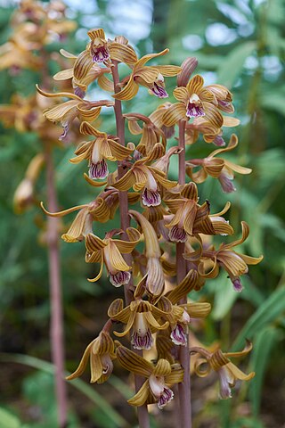 <i>Hexalectris</i> Genus of orchids