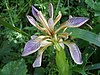 Iris foetidissima PaR.JPG