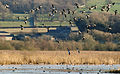 Leighton Moss.jpg