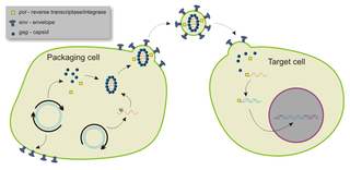 <span class="mw-page-title-main">Vectors in gene therapy</span>