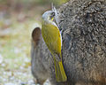 Yellow-throated Honeyeater