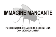 Immagine di Apystomyia elinguis mancante