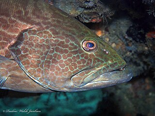 <i>Mycteroperca bonaci</i> Species of fish