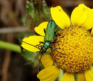 <span class="mw-page-title-main">Oedemeridae</span> Family of beetles