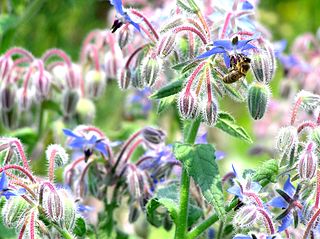 Boraginoideae Subfamily of plants within the borage family (Boraginaceae)