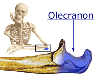 <span class="mw-page-title-main">Olecranon</span> Curved bony eminence of the ulna; forms the pointed part of the elbow