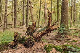 Overgrown dead tree stumps 15