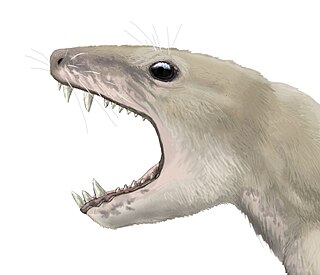 <i>Pachygenelus</i> Extinct genus of cynodonts