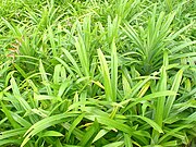 Pandanus amaryllifolius (ähnlich ist Pandanus odorifer) (Blätter)