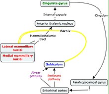 Mammillothalamic tract in the Papez circuit Papez Circuit.jpg