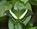 Papilio palinurus