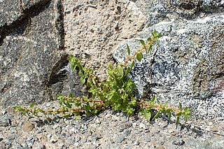 <i>Parietaria lusitanica</i> Species of plant