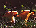 Cantharellus cibarius - keltavahvero