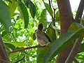 Graubülbül Common Bulbul