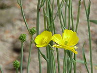 Ranunculus gramineus