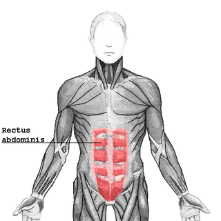 <span class="mw-page-title-main">Rectus abdominis muscle</span> Paired straight muscle