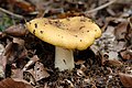 Russula ochroleuca