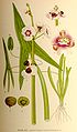 Sagittaria sagittifolia Illustration in: C.A.M Lindman: "Bilder ur Nordens Flora" Stockholm (1917-1927)