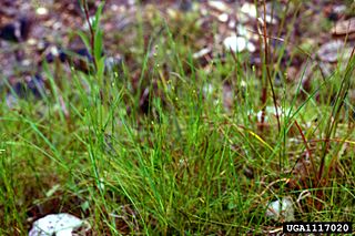 <i>Scleria verticillata</i> Species of grass-like plant