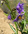 Solanum parishii