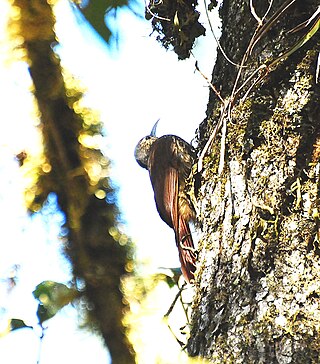 <i>Lepidocolaptes</i> Genus of birds